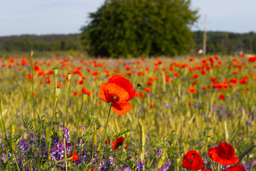 Bright red poppy flower blooming next to golden wheat ears on a vibrant field with purple wildflowers in soft sunlight. Natural rural summer scene.