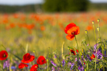 Obraz premium Bright red poppy flower blooming next to golden wheat ears on a vibrant field with purple wildflowers in soft sunlight. Natural rural summer scene.
