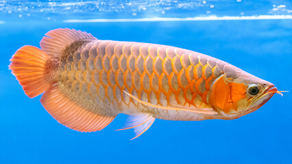 Asian red arowana fish on a blue background