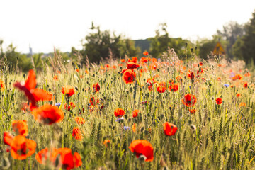 Bright red poppy flower blooming next to golden wheat ears on a vibrant field with purple...