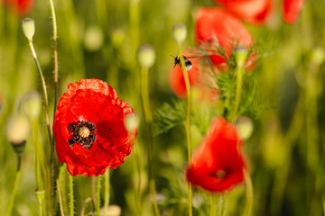 Fototapeta premium Bright red poppy flower blooming next to golden wheat ears on a vibrant field with purple wildflowers in soft sunlight. Natural rural summer scene.