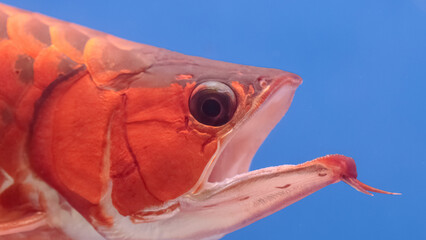 Red Arowana Opening its mouth to eat prey