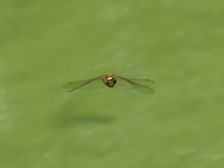 Red dragonfly flying over the lake