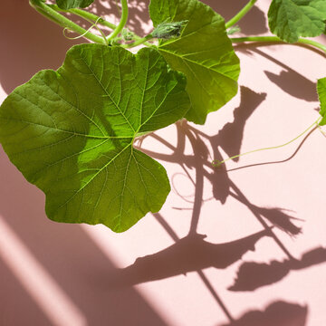 Young green pumplin leaves on the bright pink background with harsh light sun shadows. Copy space