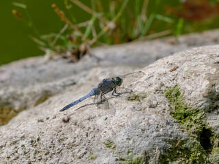 blue dragonfly on the rock