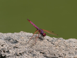 red dragonfly on the rock