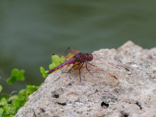 red dragonfly on the rock