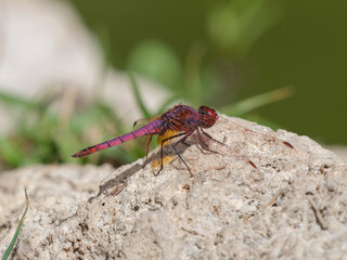 red dragonfly on the rock