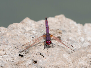 red dragonfly on the rock