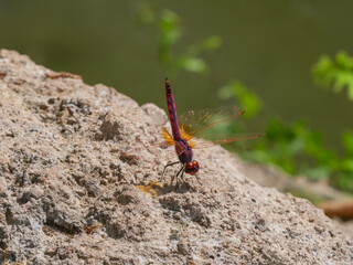 red dragonfly on the rock