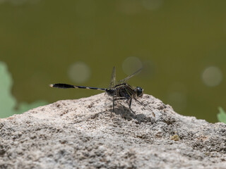 a dragonfly on a rock
