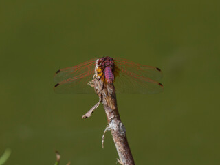 dragonfly on a branch