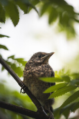 Young blackbird perched in a tree after leaving its nest