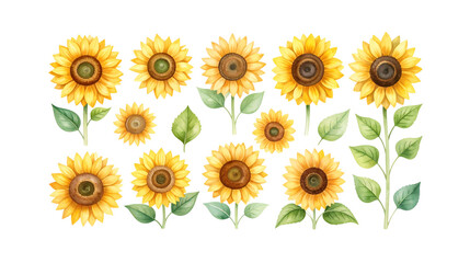 Illustration of bright yellow sunflowers, isolated on white background.