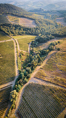 Scenic Tuscan Landscape with Olive Groves and Vineyards at Golden Hour – Idyllic Countryside in Italy