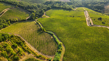 Scenic Tuscan Landscape with Olive Groves and Vineyards at Golden Hour – Idyllic Countryside in Italy