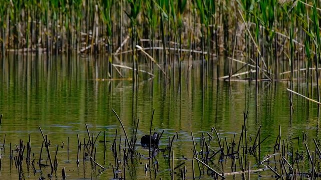 Fulica atra diving underwater in the lake in search of food