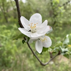 Apple blossoms. In the spring, under the first warmth of the sun, large and showy, attractive flowers appear on the branches of the apple tree in the orchard.