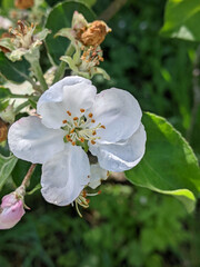Apple blossoms. In the spring, under the first warmth of the sun, large and showy, attractive flowers appear on the branches of the apple tree in the orchard.