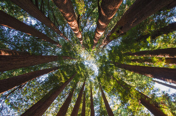Sunlight filtering through tall towering green trees covering the sky