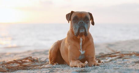 Boxer dog relaxing on the beach at sunset