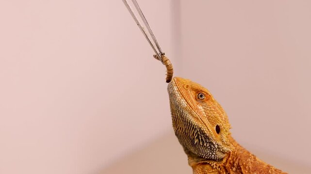 Bearded Dragon Eating Superworm in Close-Up