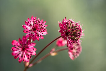Jarzmianka astrantia w kolorze rózowym, tło kwiatowe.