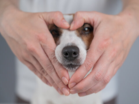 The owner makes a heart sign with her fingers near the face of her Jack Russell Terrier dog.  - Powered by Adobe