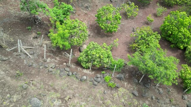 spotted peacock on panatela fort drone shot