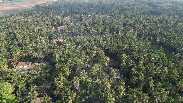 coconut tree revel shot alibag coconut tree farming wide drone shot