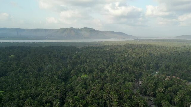 coconut tree farm near at beach beautiful view in alibaug