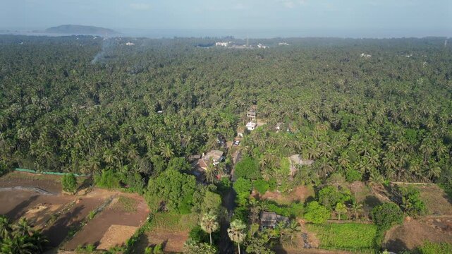 coconut tree farm in alibaug drone view