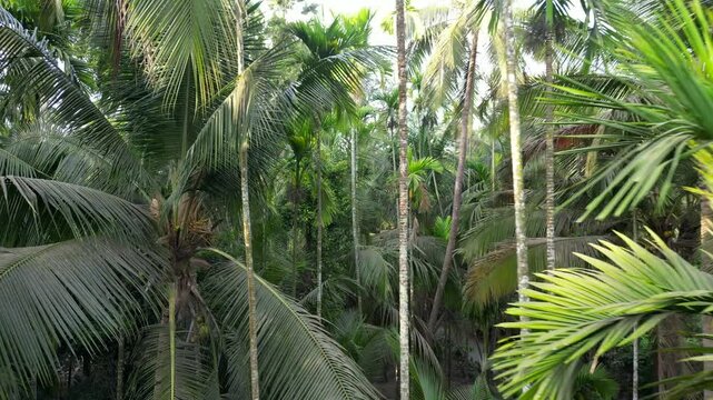 coconut palm and supari palm (areca nut tree) cloesup drone shot