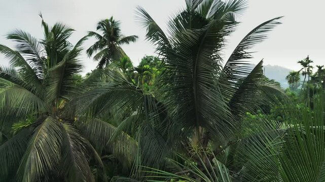 coconut tree revel shot alibaug coconut tree tree farming