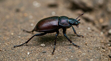 Naklejka premium Close-up of a dark brown beetle on the ground (1)