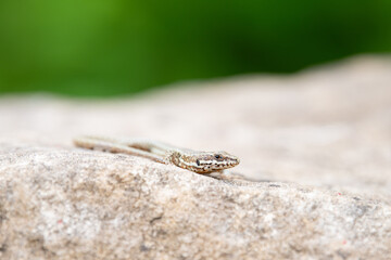 Common wall lizard on slate stone, Podarcis muralis , reptile living in Northern Europe and North...