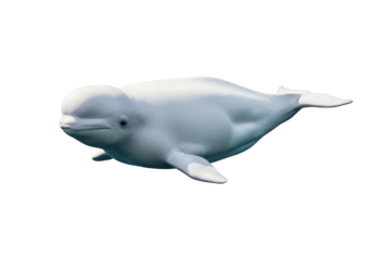Isolated Beluga Whale