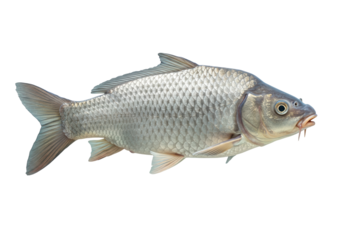 Isolated Silver Scaled Carp Fish Close-up