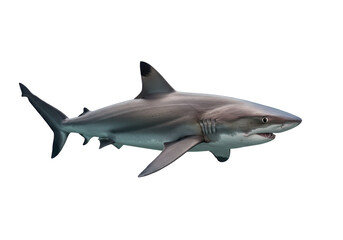 Isolated Silky Shark Swimming Side View