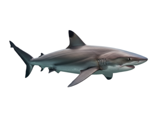 Isolated Silky Shark Swimming Side View