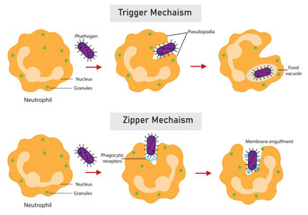 The human immune system defends against pathogens using neutrophils, a type of white blood cell, through a process called phagocytosis.