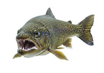 Isolated Aggressive Trout Fish Open Mouth Close-Up