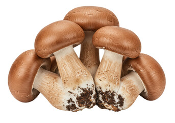 Isolated Cluster of Brown Champignon Mushrooms