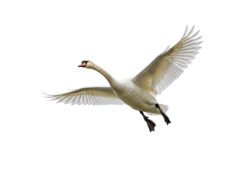 Isolated Mute Swan Flying with Wings Spread