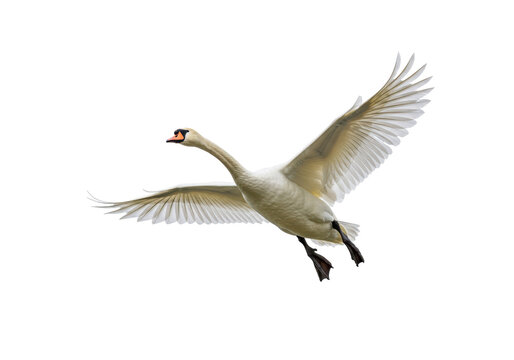 Isolated Mute Swan Flying with Wings Spread