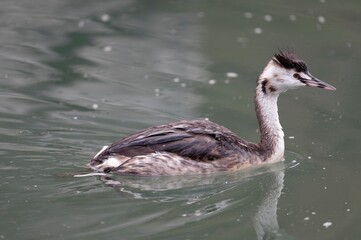 Crested Grebe swimming