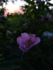 pink flower in the sunset