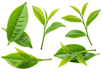 Isolated Collection of Fresh Green Tea Leaves