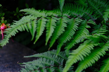 full frame of leaves and flowers as a nature background 