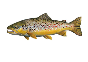 Isolated Brown Trout Fish Freshwater River Species